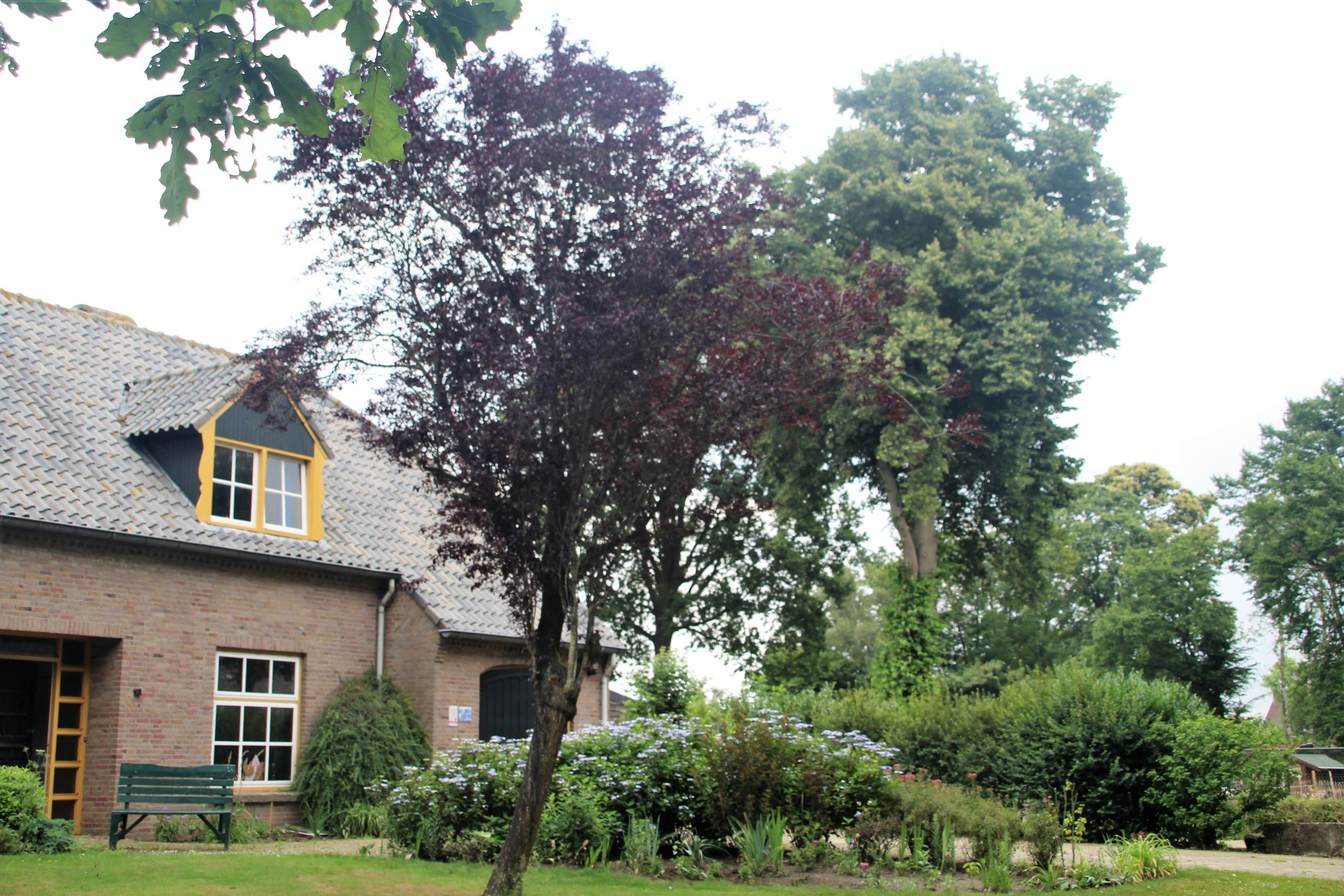 Alles bloeit en groeit op zn gemak in volle glorie