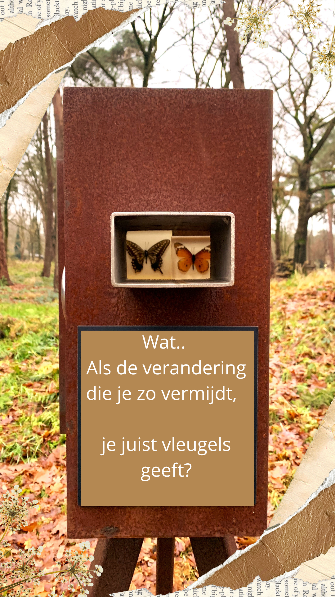 vlinder verandering